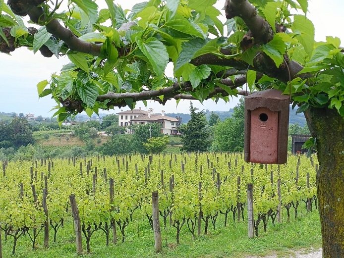 Gravner mulberry tree